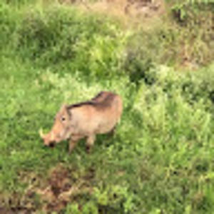 Meet your Posher, George